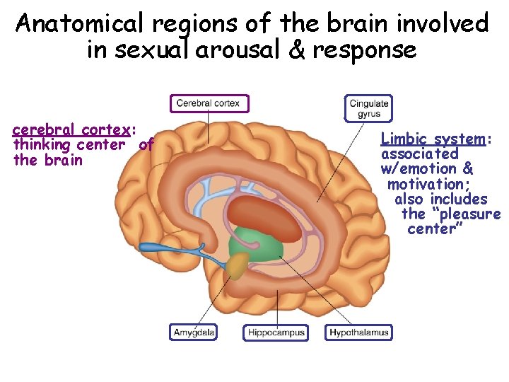 Anatomical regions of the brain involved in sexual arousal & response cerebral cortex: thinking Anatomical regions of the brain involved in sexual arousal & response cerebral cortex: thinking