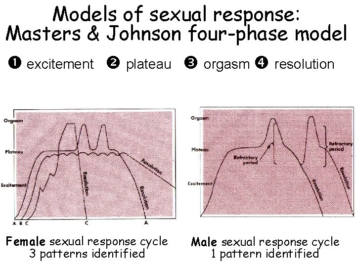 Models of sexual response: Masters & Johnson four-phase model excitement plateau orgasm resolution Female Models of sexual response: Masters & Johnson four-phase model excitement plateau orgasm resolution Female