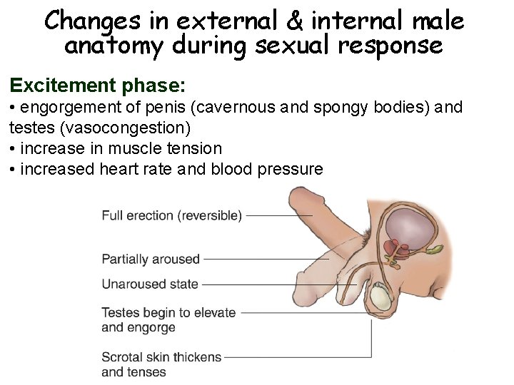 Changes in external & internal male anatomy during sexual response Excitement phase: • engorgement Changes in external & internal male anatomy during sexual response Excitement phase: • engorgement