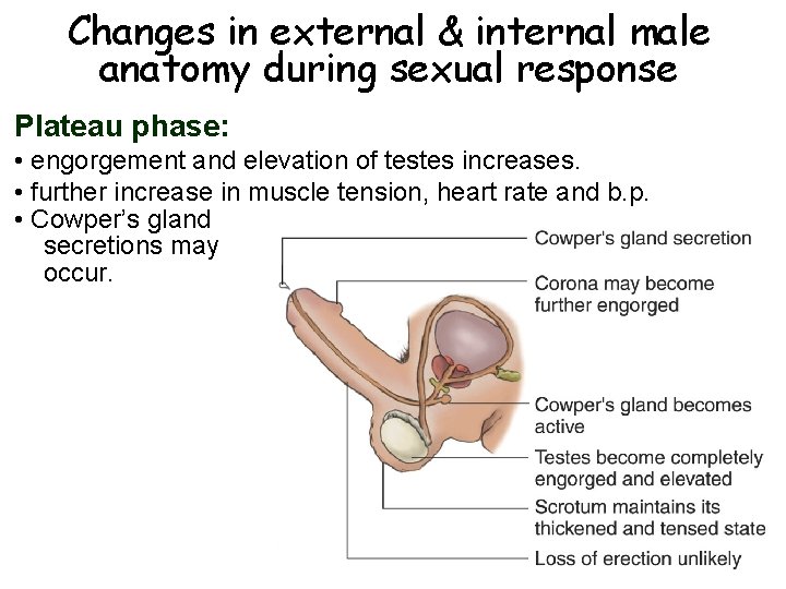 Changes in external & internal male anatomy during sexual response Plateau phase: • engorgement Changes in external & internal male anatomy during sexual response Plateau phase: • engorgement