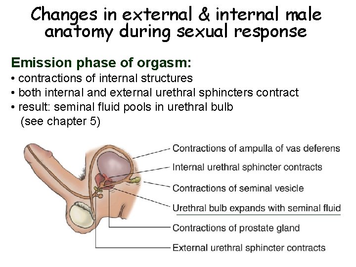 Changes in external & internal male anatomy during sexual response Emission phase of orgasm: Changes in external & internal male anatomy during sexual response Emission phase of orgasm: