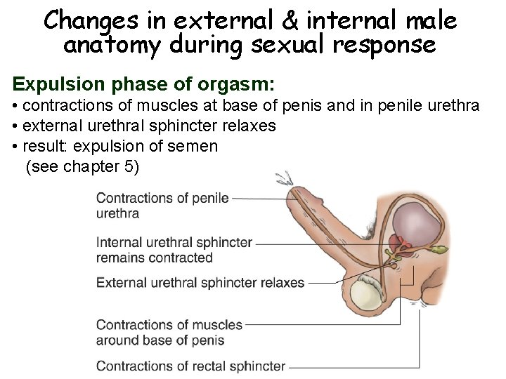 Changes in external & internal male anatomy during sexual response Expulsion phase of orgasm: Changes in external & internal male anatomy during sexual response Expulsion phase of orgasm: