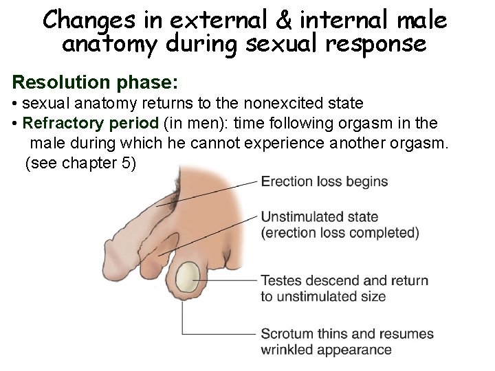 Changes in external & internal male anatomy during sexual response Resolution phase: • sexual Changes in external & internal male anatomy during sexual response Resolution phase: • sexual