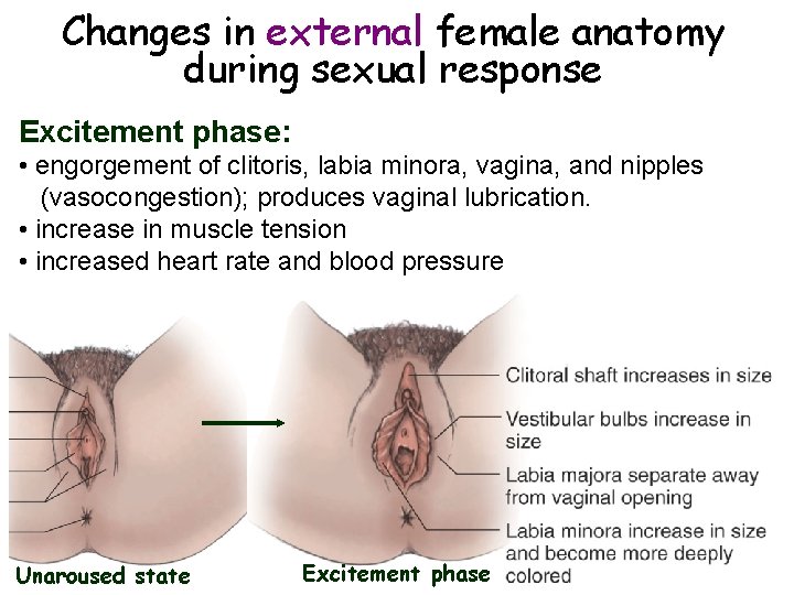 Changes in external female anatomy during sexual response Excitement phase: • engorgement of clitoris, Changes in external female anatomy during sexual response Excitement phase: • engorgement of clitoris,