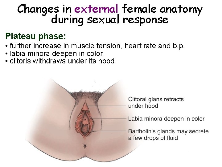 Changes in external female anatomy during sexual response Plateau phase: • further increase in Changes in external female anatomy during sexual response Plateau phase: • further increase in