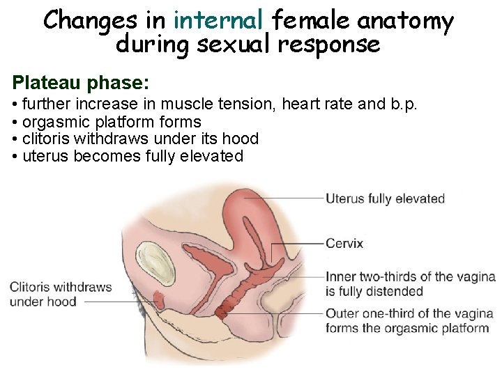 Changes in internal female anatomy during sexual response Plateau phase: • further increase in Changes in internal female anatomy during sexual response Plateau phase: • further increase in