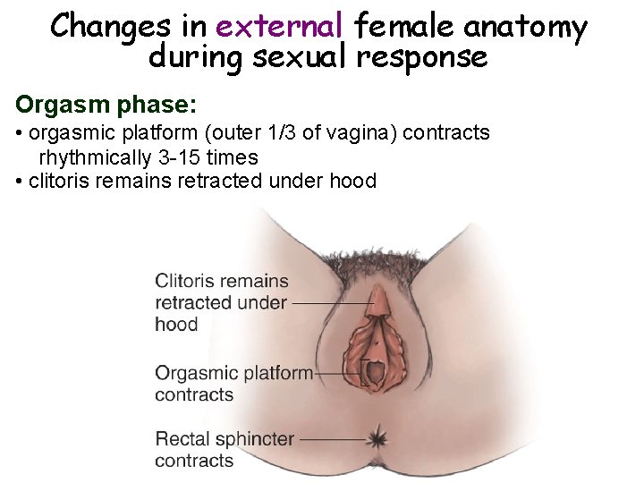 Changes in external female anatomy during sexual response Orgasm phase: • orgasmic platform (outer Changes in external female anatomy during sexual response Orgasm phase: • orgasmic platform (outer