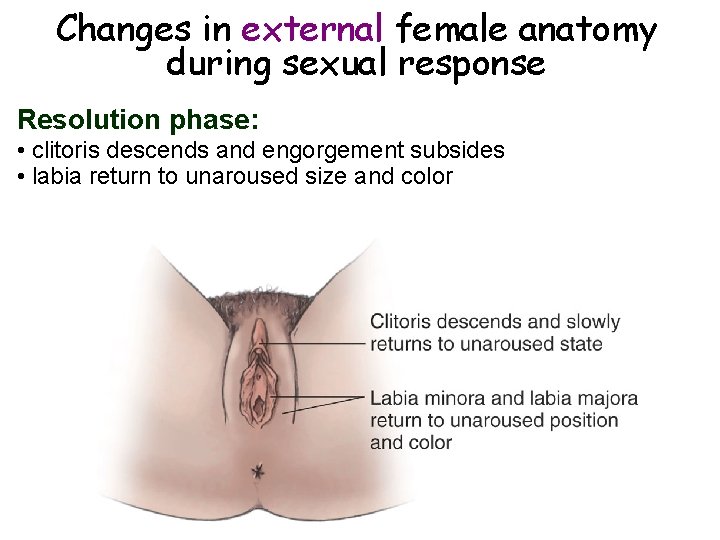 Changes in external female anatomy during sexual response Resolution phase: • clitoris descends and Changes in external female anatomy during sexual response Resolution phase: • clitoris descends and