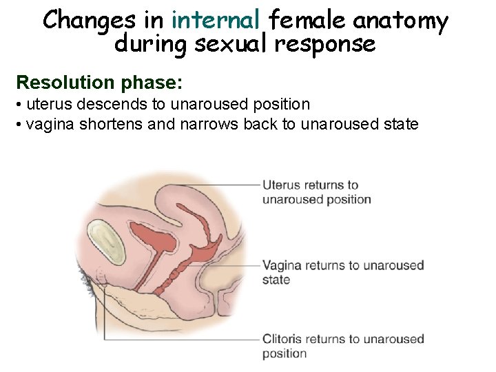 Changes in internal female anatomy during sexual response Resolution phase: • uterus descends to Changes in internal female anatomy during sexual response Resolution phase: • uterus descends to