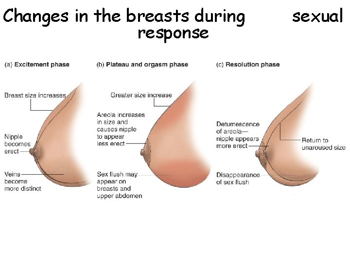 Changes in the breasts during response sexual Changes in the breasts during response sexual