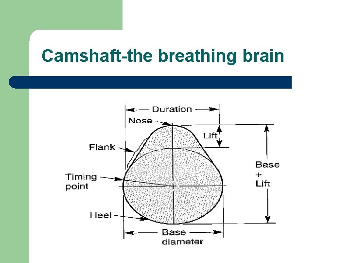 Camshaft-the breathing brain 