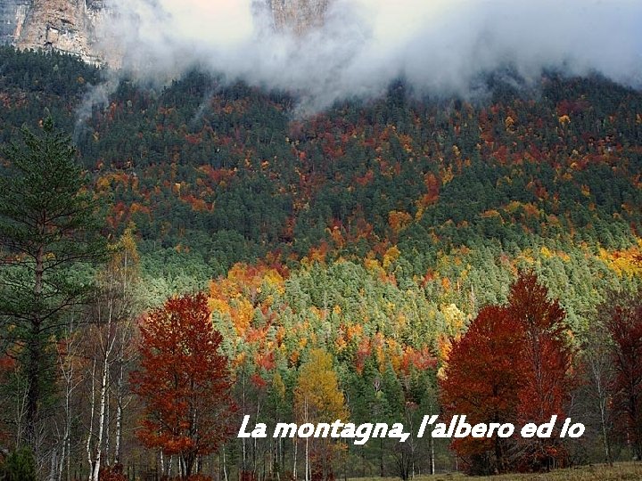 La montagna, l’albero ed io 