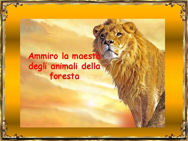 Ammiro la maestà degli animali della foresta 