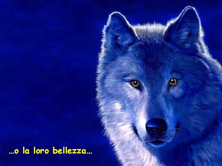 …o la loro bellezza… 