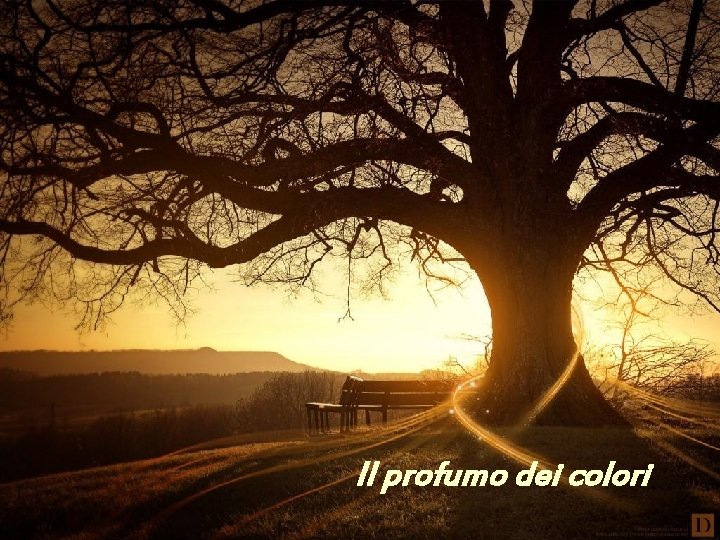 Il profumo dei colori 