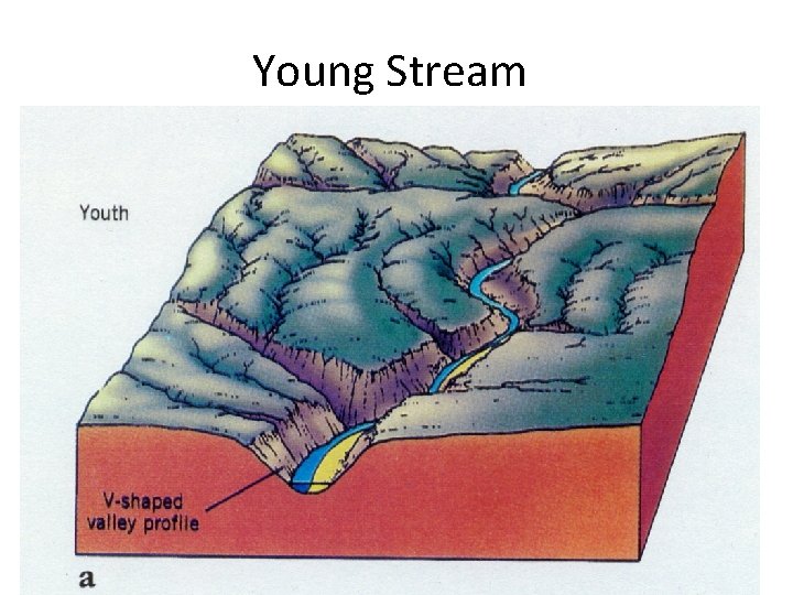 Young Stream 