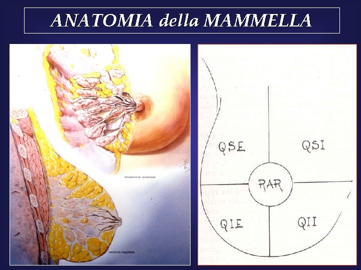 ANATOMIA della MAMMELLA 