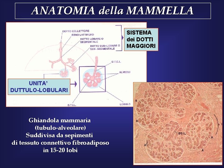 ANATOMIA della MAMMELLA SISTEMA dei DOTTI MAGGIORI UNITA’ DUTTULO-LOBULARI Ghiandola mammaria (tubulo-alveolare) Suddivisa da