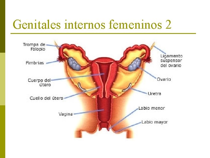 Genitales internos femeninos 2 