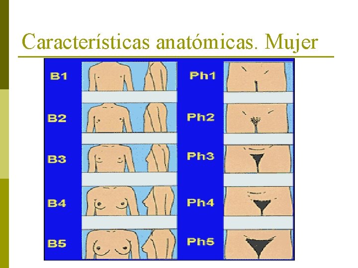 Características anatómicas. Mujer 