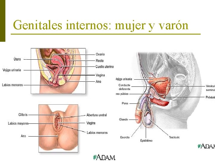 Genitales internos: mujer y varón 