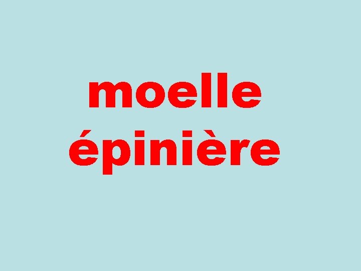 moelle épinière 