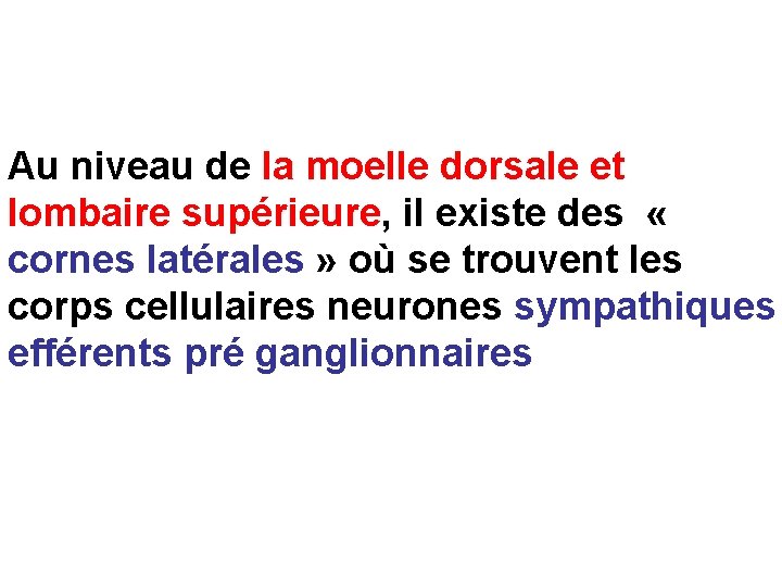 Au niveau de la moelle dorsale et lombaire supérieure, il existe des « cornes