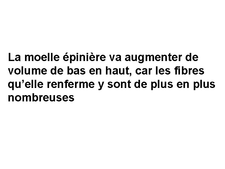 La moelle épinière va augmenter de volume de bas en haut, car les fibres