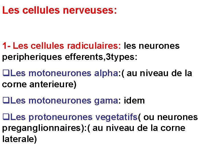 Les cellules nerveuses: 1 - Les cellules radiculaires: les neurones peripheriques efferents, 3 types: