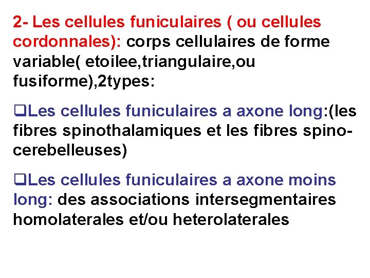 2 - Les cellules funiculaires ( ou cellules cordonnales): corps cellulaires de forme variable(