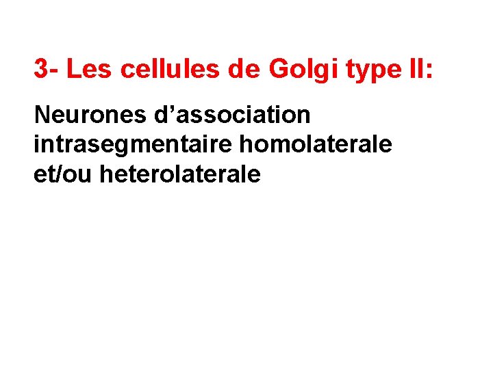 3 - Les cellules de Golgi type II: Neurones d’association intrasegmentaire homolaterale et/ou heterolaterale