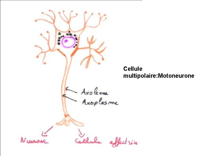 Cellule multipolaire: Motoneurone 