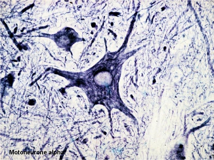 Motoneurone alpha. 