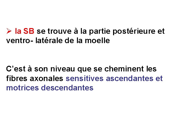 Ø la SB se trouve à la partie postérieure et ventro- latérale de la