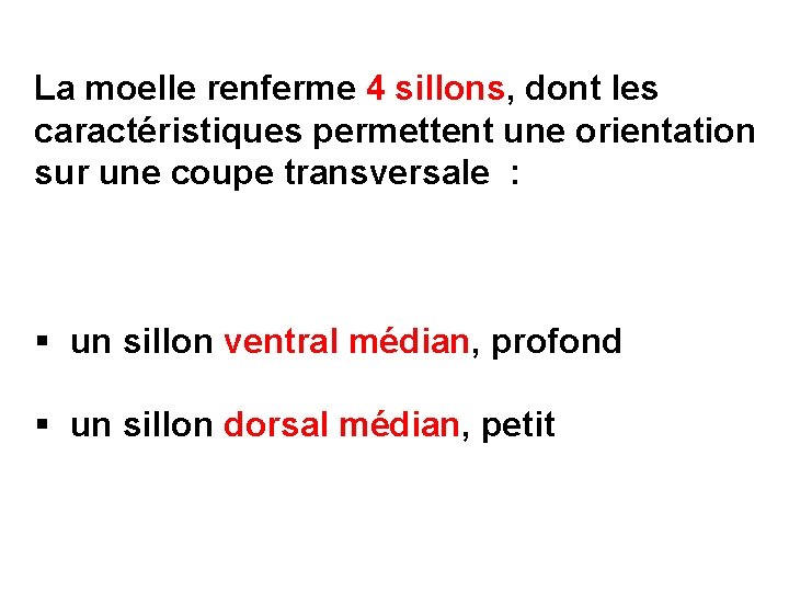 La moelle renferme 4 sillons, dont les caractéristiques permettent une orientation sur une coupe