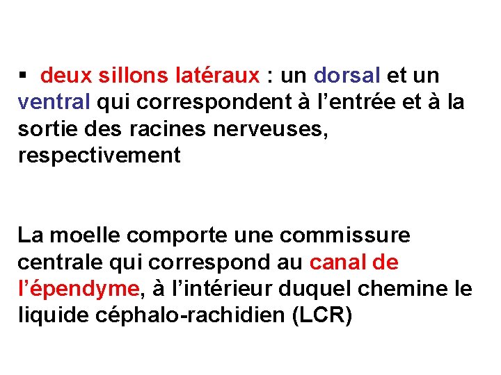 § deux sillons latéraux : un dorsal et un ventral qui correspondent à l’entrée