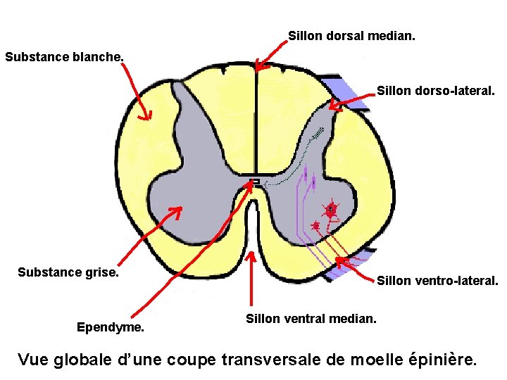 Sillon dorsal median. Substance blanche. Sillon dorso-lateral. Substance grise. Ependyme. Sillon ventro-lateral. Sillon ventral