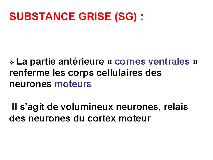 SUBSTANCE GRISE (SG) : v La partie antérieure « cornes ventrales » renferme les