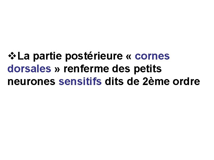 v. La partie postérieure « cornes dorsales » renferme des petits neurones sensitifs dits