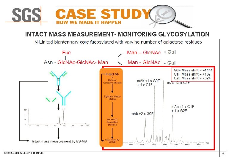 INTACT MASS MEASUREMENT- MONITORING GLYCOSYLATION © SGS SA 2015 ALL RIGHTS RESERVED 18 