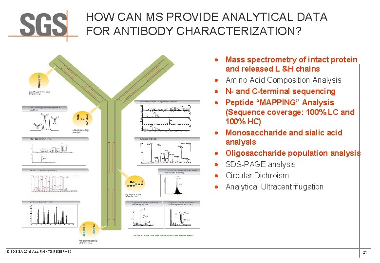 HOW CAN MS PROVIDE ANALYTICAL DATA FOR ANTIBODY CHARACTERIZATION? · Mass spectrometry of intact