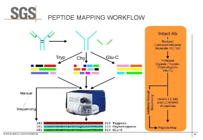  PEPTIDE MAPPING WORKFLOW © SGS SA 2015 ALL RIGHTS RESERVED 24 