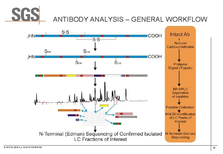 ANTIBODY ANALYSIS – GENERAL WORKFLOW © SGS SA 2015 ALL RIGHTS RESERVED 25 