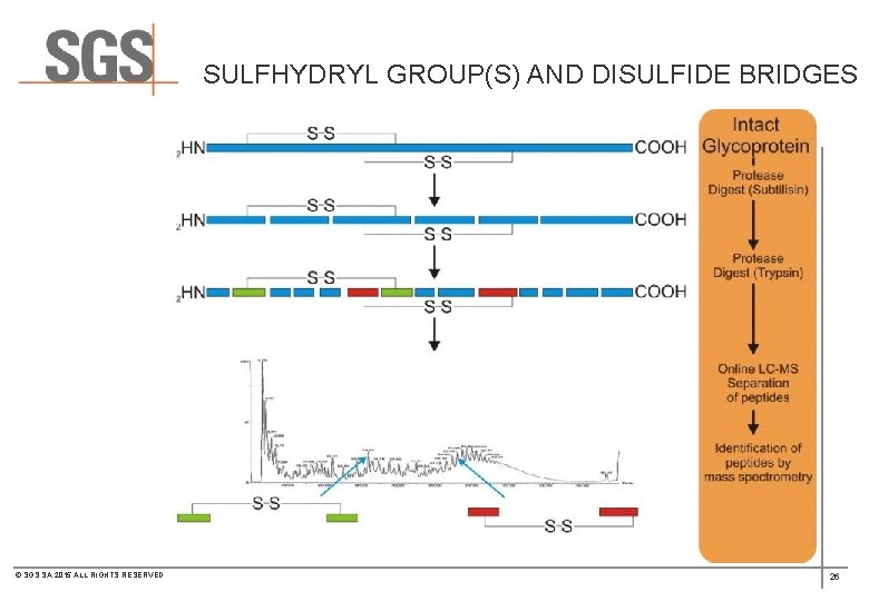 SULFHYDRYL GROUP(S) AND DISULFIDE BRIDGES © SGS SA 2015 ALL RIGHTS RESERVED 26 