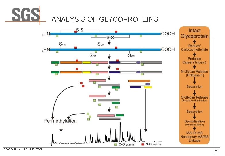 ANALYSIS OF GLYCOPROTEINS © SGS SA 2015 ALL RIGHTS RESERVED 28 