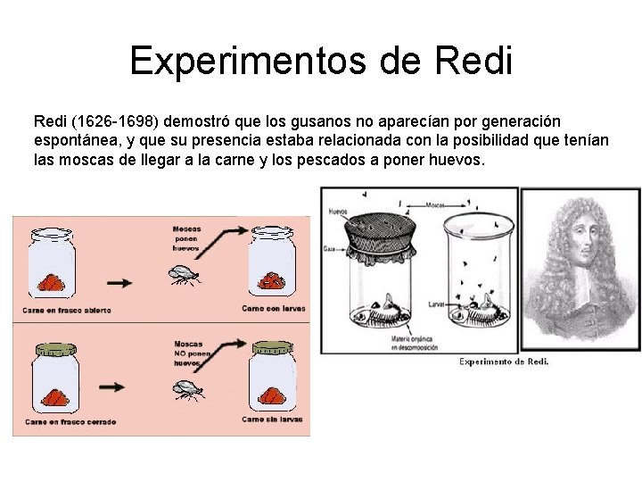 Experimentos de Redi (1626 -1698) demostró que los gusanos no aparecían por generación espontánea,