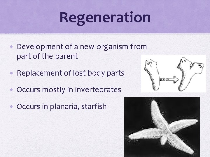 Regeneration • Development of a new organism from part of the parent • Replacement