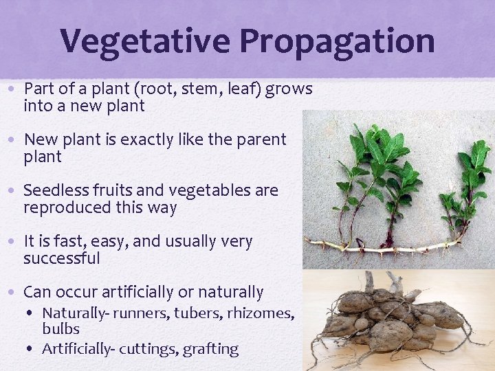 Vegetative Propagation • Part of a plant (root, stem, leaf) grows into a new
