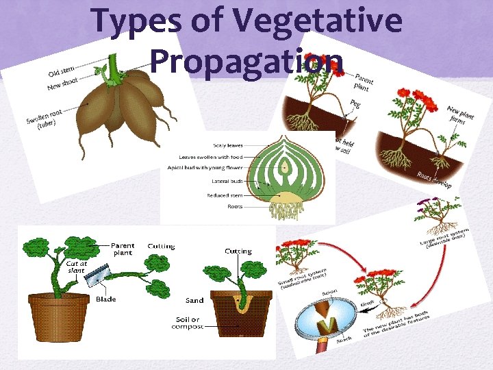 Types of Vegetative Propagation 