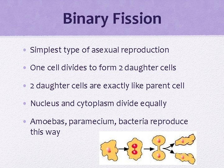 Binary Fission • Simplest type of asexual reproduction • One cell divides to form
